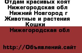 Отдам красивых коят - Нижегородская обл., Нижний Новгород г. Животные и растения » Кошки   . Нижегородская обл.